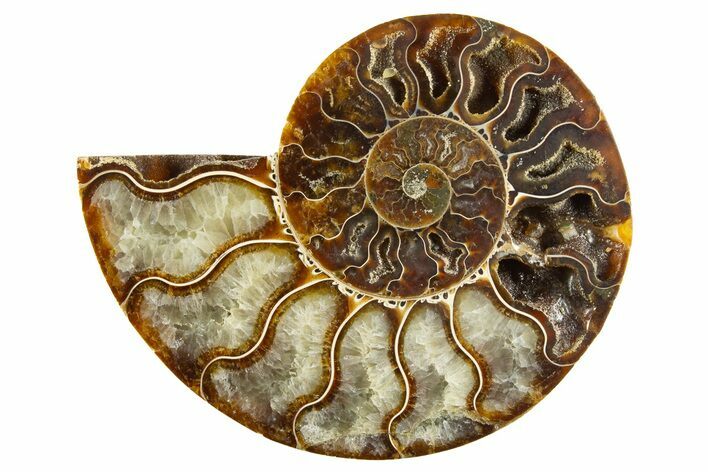 Cut & Polished Ammonite Fossil (Half) - Madagascar #310661